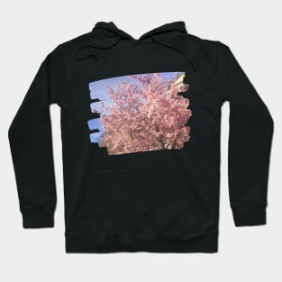 Photo flowers cherry blossom in DC dc statehood simple pink Hoodie